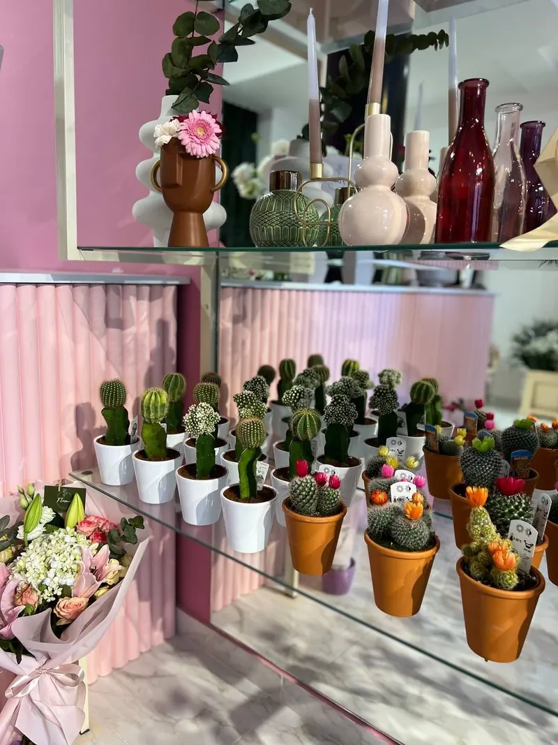 Rows of mini cacti in terracotta and white pots on a mirrored shelf