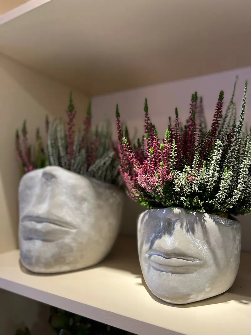 Pink and white heather planted in grey stone face pots on a shelf